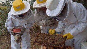 Los estado que lideran la