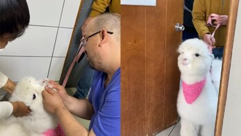 Alpaca 'Brillante' se encuentra en