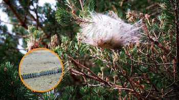 Cómo afecta la procesionaria del