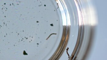 El Gobierno de Lula pide