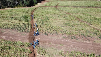 El Ministerio de Agricultura en Guatemala alerta por calor de más de 35 °C que eleva el riesgo para 11 cultivos en 143 municipios