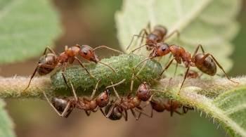 Varias hormigas de color marrón rojizo rodean una larva de mariposa verde sobre el tallo de una planta, con hojas verdes desenfocadas al fondo.