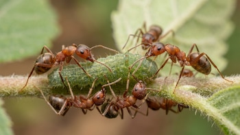 Un estudio sugiere que la diversidad de insectos en el planeta podría ser mucho mayor de lo que se pensaba