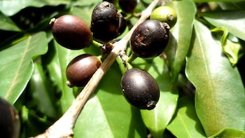 La cosecha de café salvadoreño creció 7.9% al cierre de marzo, impulsando el sector exportador