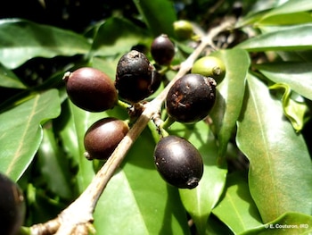 La cosecha de café salvadoreño crece 7.9% al cierre de marzo de 2026, según el Instituto Salvadoreño del Café. Fotografía sin fecha. E. Couturon, IRD/Handout via REUTERS