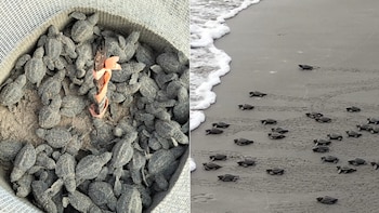 Más de 600 nidos de tortuga marina registra la costa veracruzana en lo que va de la temporada: sanciones y multas por capturarla
