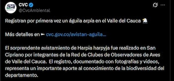 La CVC informó que no existía un registro documentado del águila arpía en el Valle del Cauca hasta este avistamiento en San Cipriano - crédito CvcAmbiental / X