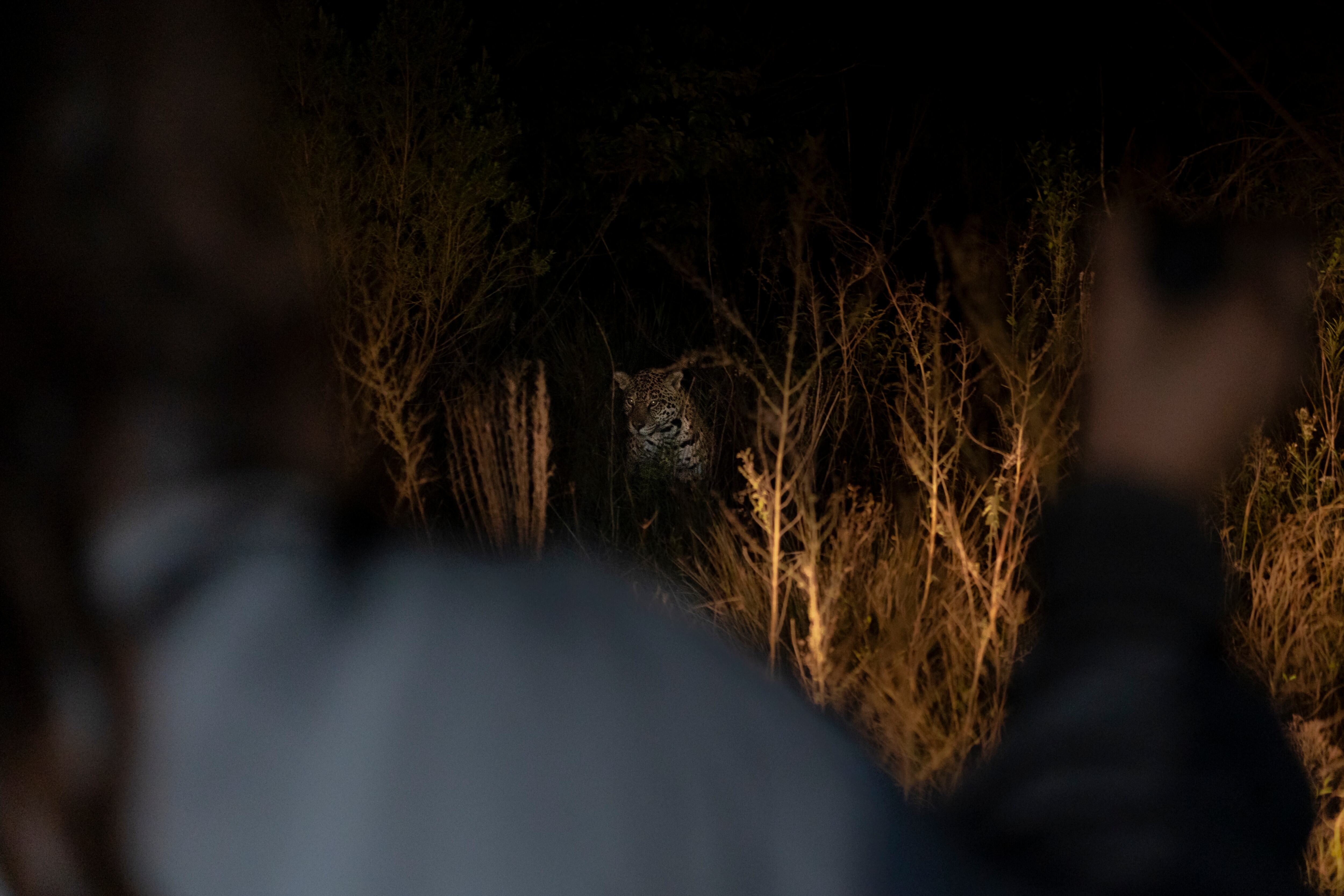 Avistamiento nocturno de un yaguareté durante una excursión de turismo de naturaleza, en una reserva donde la especie se mantiene protegida, bajo estrictas medidas de conservación (Créditos: Gentileza Sebastián Navajas)