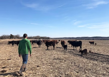 Vista trasera de un hombre con sudadera verde y botas caminando hacia un campo seco con vacas y terneros de diferentes colores bajo un cielo azul