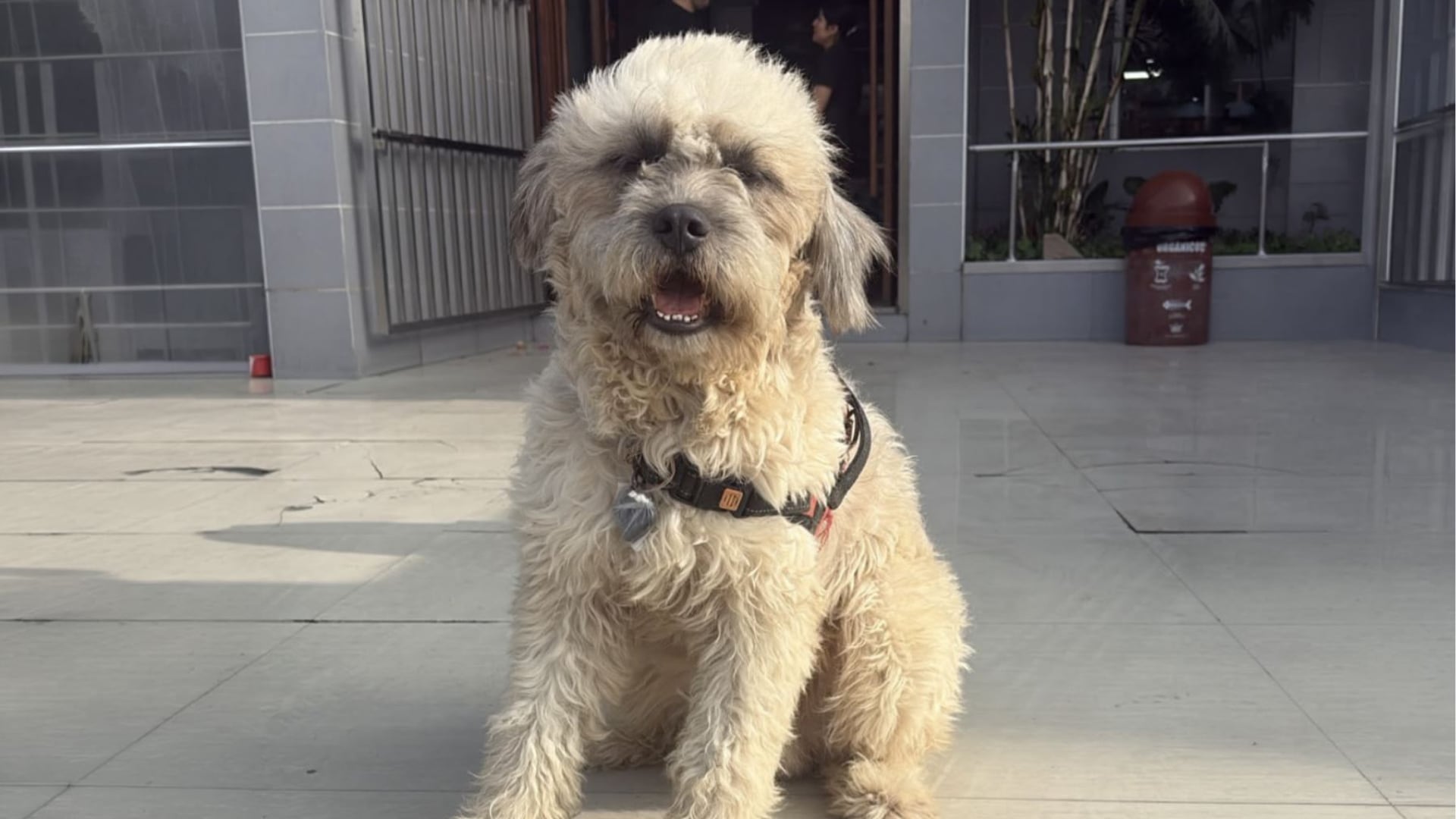 El perro Chismoso permanece sentado con su arnés en el exterior del restaurante Wong Koc mientras sus cuidadores temporales buscan un hogar definitivo para él en Lima. (Agencia Andina)