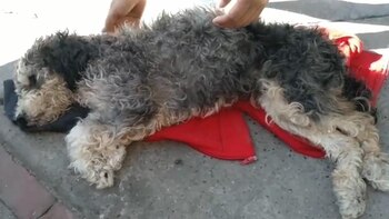 Fiscalía judicializó a mujer que