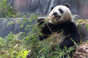 Panda bear Xin Bao eats