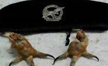 Alias Gavilán convirtió garras de