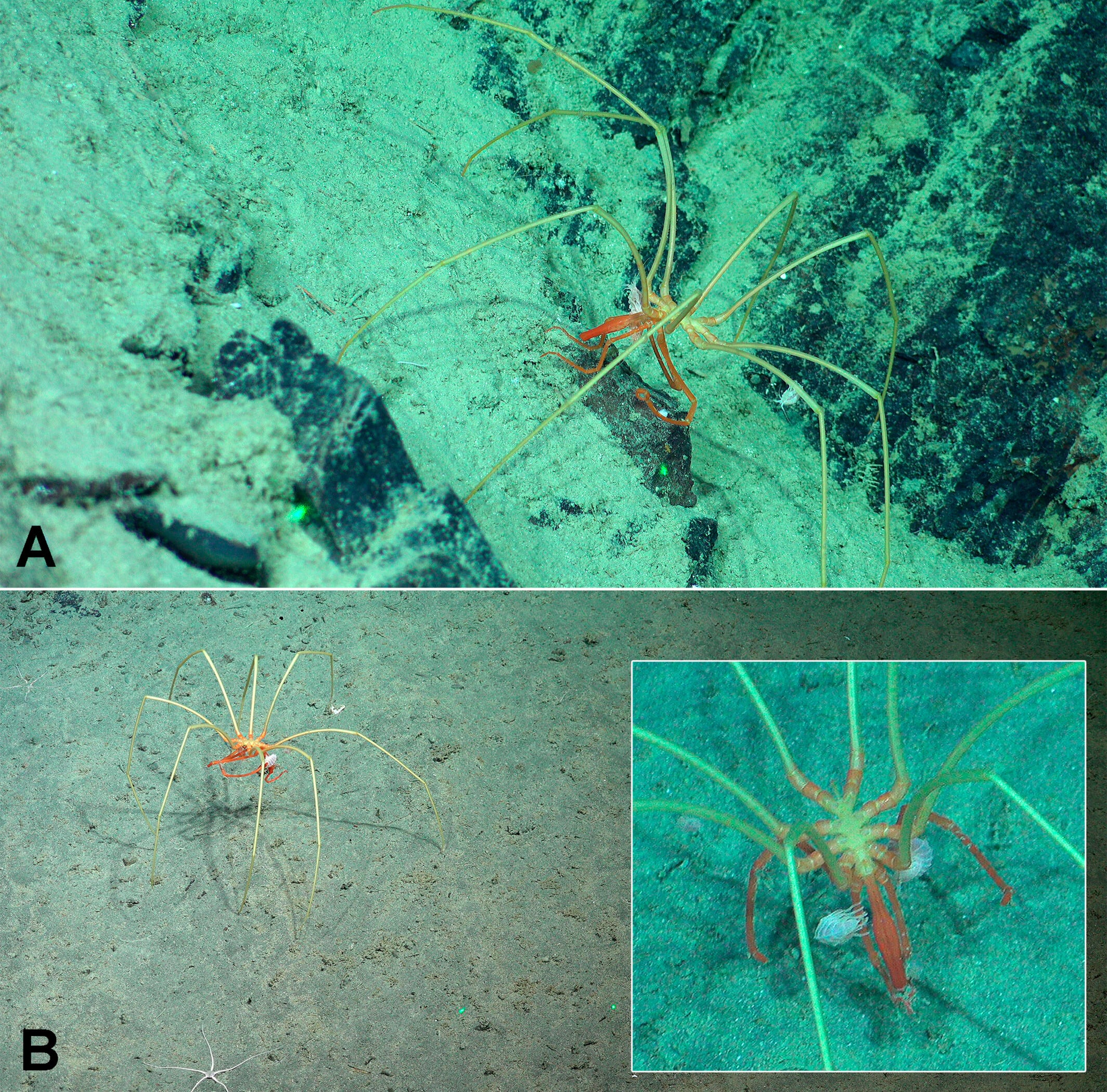 Los anfípodos se sujetaban a apéndices y patas de la araña marina, una disposición que les permitió mantener el contacto sin daño visible para el huésped (Gentileza, estudio Haciendo autostop en las profundidades marinas: Anfípodos abrazan a arañas marinas en el Océano Pacífico Sudeste, publicado en Ecology)