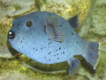 En Asia, comer pez globo