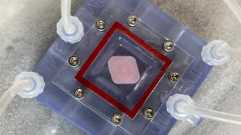 Equipo de investigadores desarrolla hígado