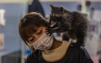 El consumo de mapaches fue