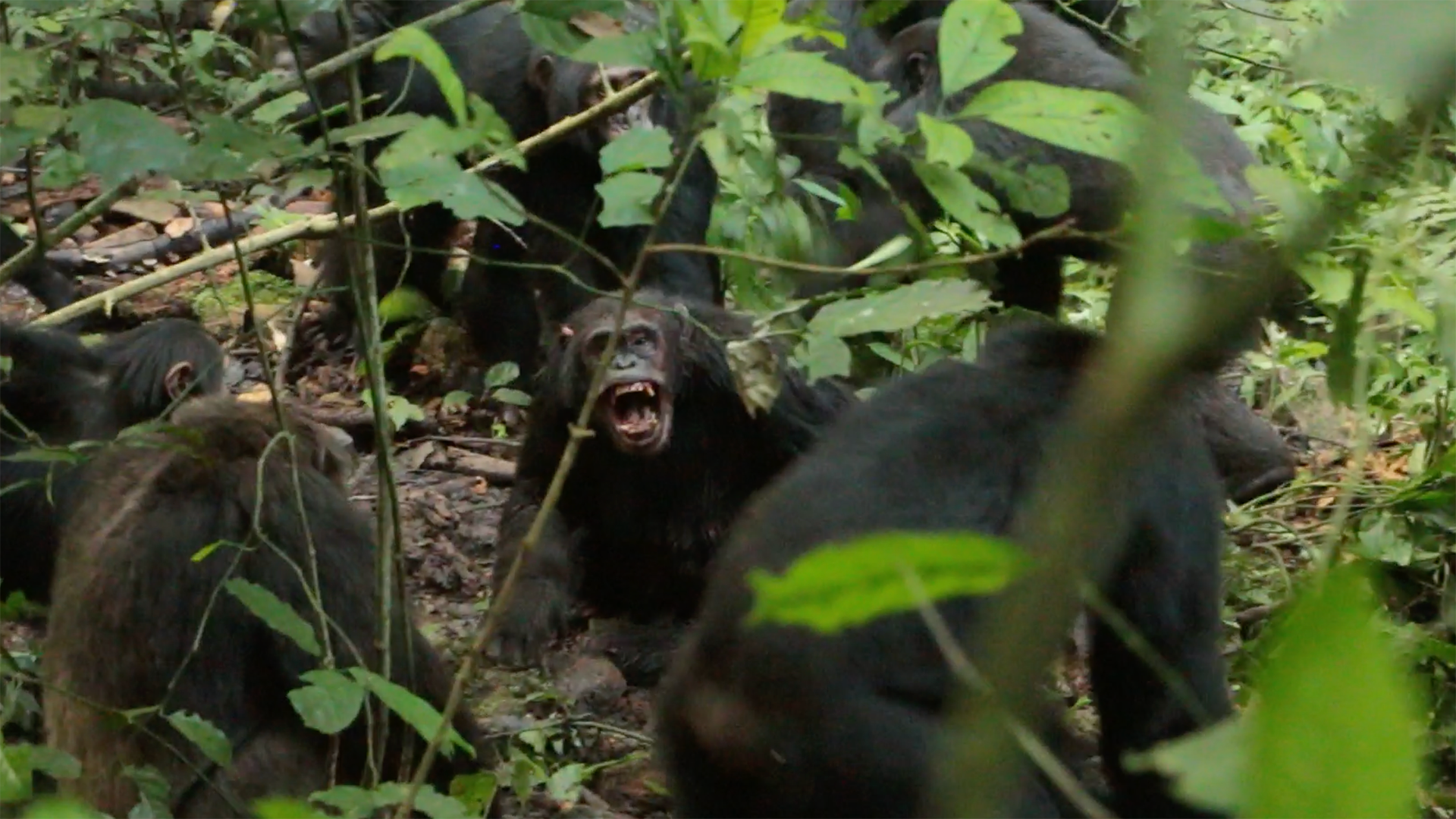 El Parque Nacional de Kibale fue escenario de una guerra civil inédita entre chimpancés salvajes, divididos en dos bandos rivales./Aaron Sandel