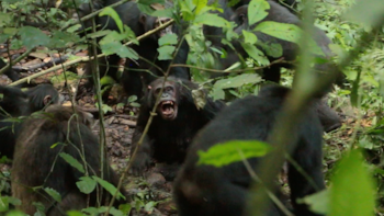 Guerra civil de Chimpancé