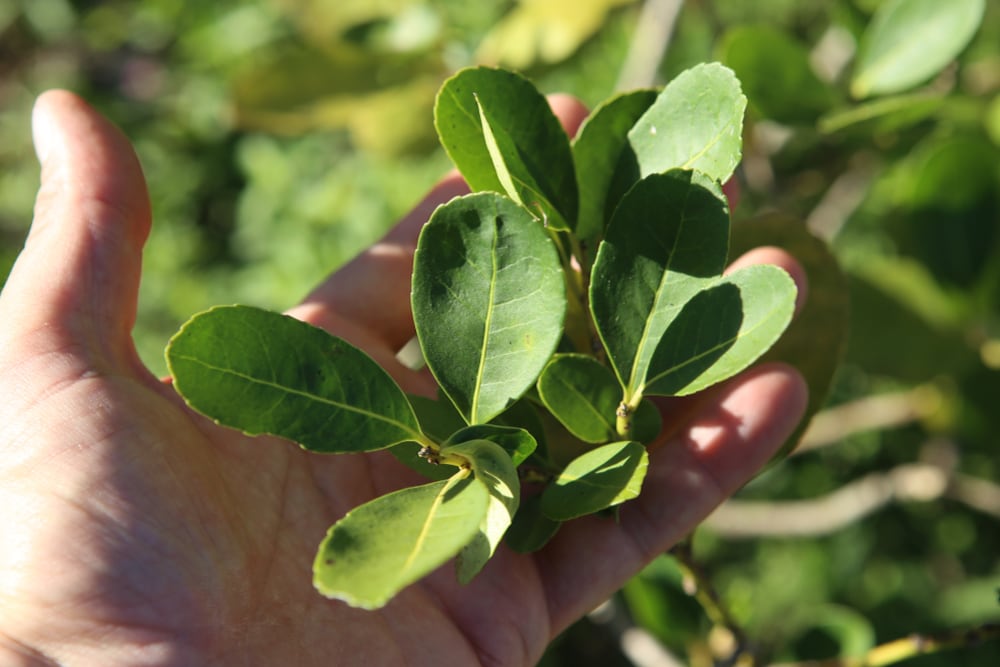 CBSé completó el podio con más de 24 millones de kilos distribuidos en el mercado local