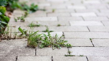 El método para quitar las malas hierbas que crecen entre las baldosas de tu jardín