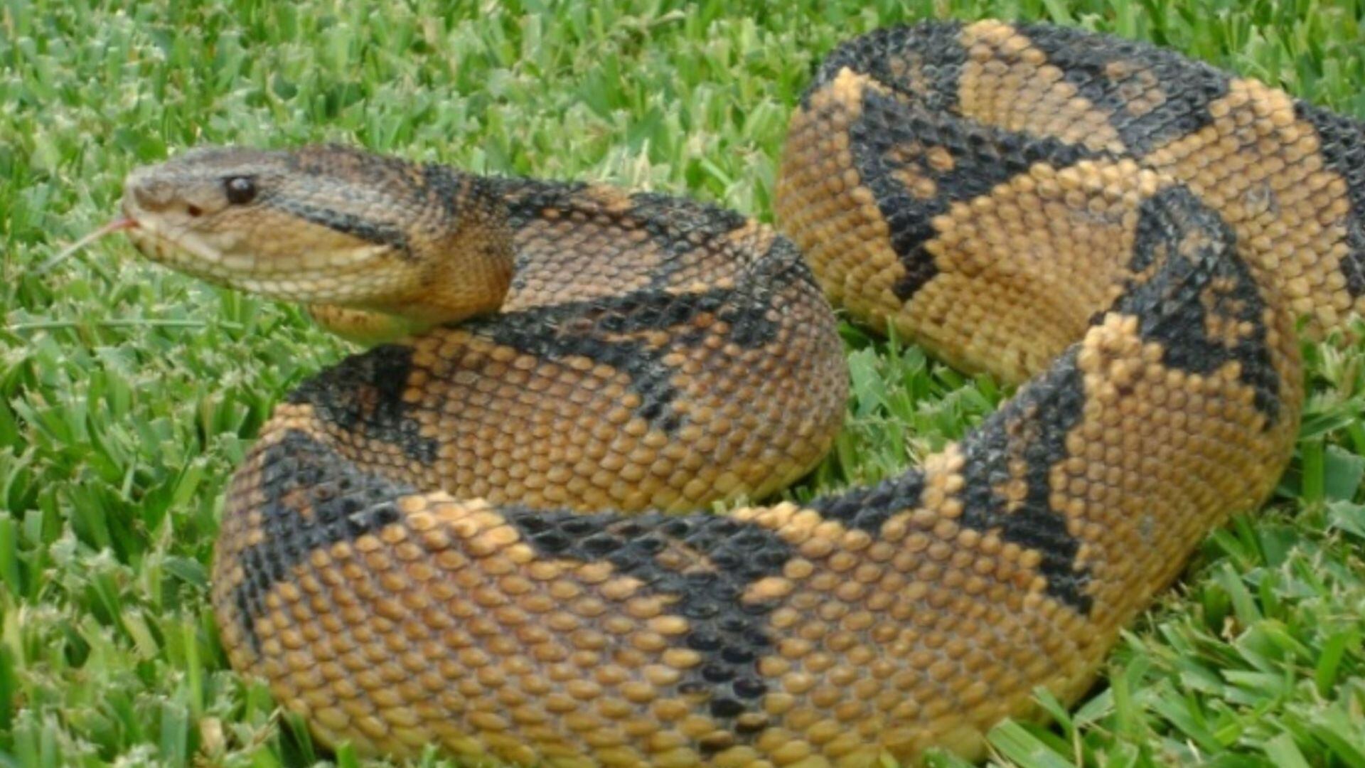 Las víboras emplean una estrategia de emboscada, lanzando ataques en milisegundos y utilizando colmillos grandes para inyectar veneno (Andina)