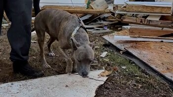 Las familias afectadas por la