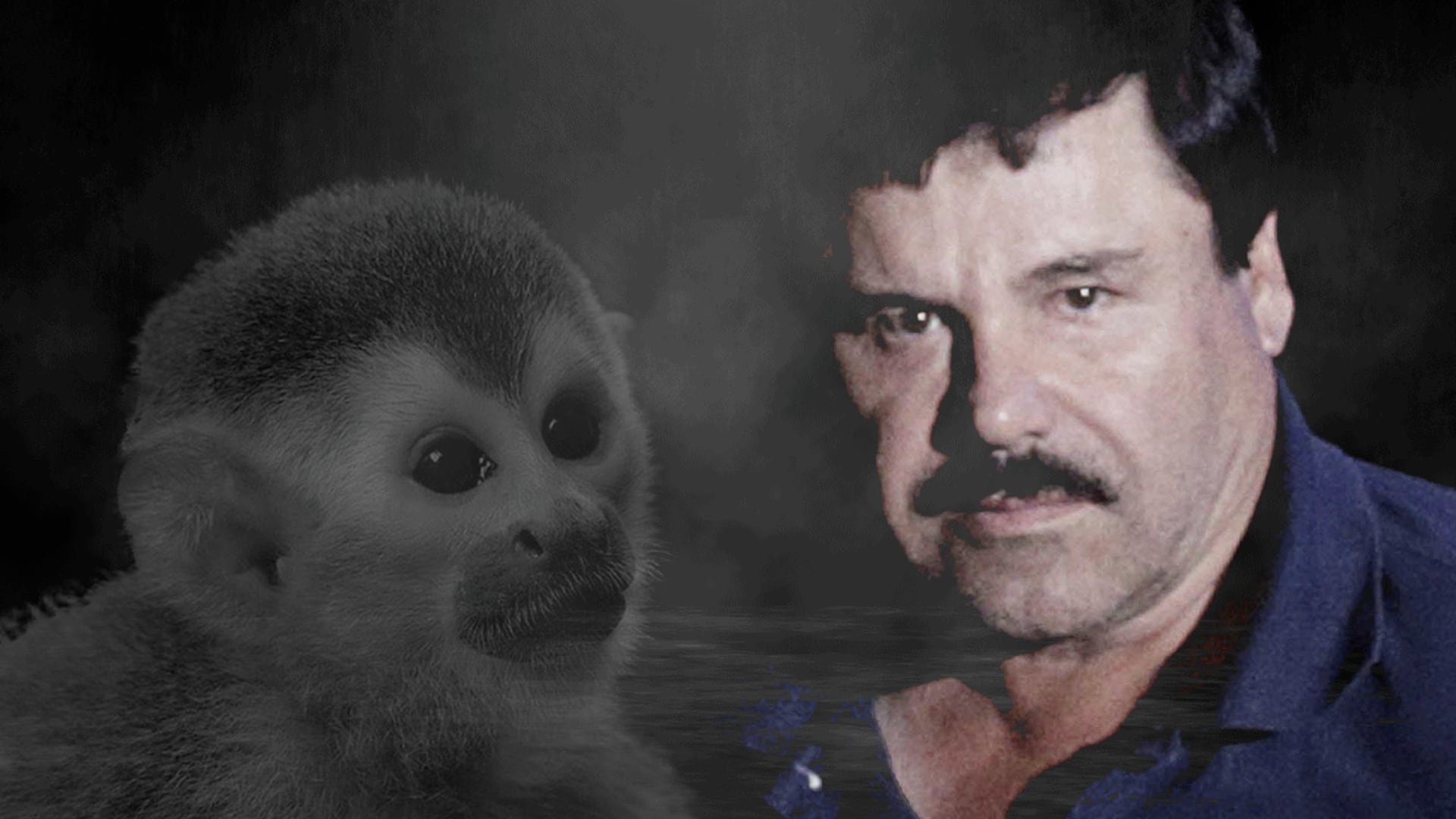 Botas, el chango que llevó a la recaptura de El Chapo Guzmán. (Infobae)