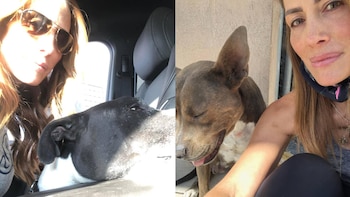 Diversas organizaciones en pro de