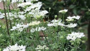 La Orlaya grandiflora, es una