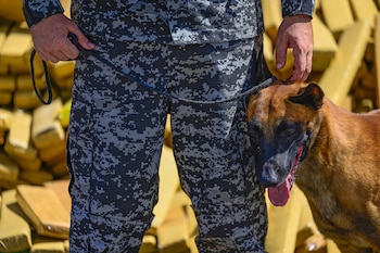 Hulk fue donado a la Policía Militar a los seis meses y ha participado en numerosos operativos antidrogas (AFP)
