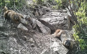 Dos marmotas de cuerpo robusto y cola tupida se encuentran en un terreno montañoso con rocas, tierra y ramas secas y verdes