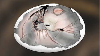 Los mamíferos ponían huevos hace millones de años y esta es la prueba más antigua que se ha encontrado: un fósil de embrión de un sinápsido