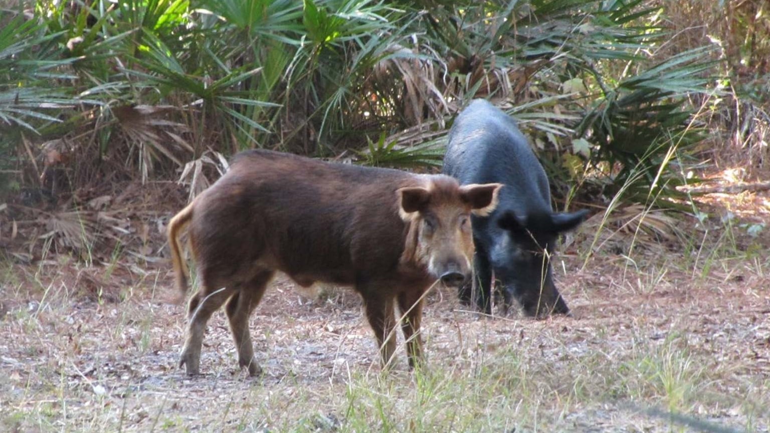 La mayoría de los ataques de jabalí documentados involucran ejemplares grandes y solitarios sorprendidos o acorralados en su entorno natural o periurbano