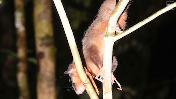 El marsupial pigmeo destaca como