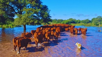 Ganadería: claves para anticiparse al exceso hídrico que trae “El Niño”