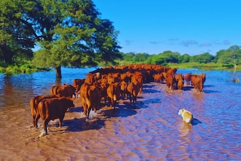 Vacas en un campo con excesos hídricos