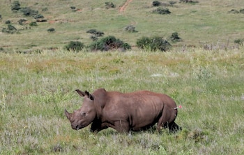 La remoción de cuernos debe ser repetida periódicamente, representando costos logísticos y riesgos para los rinocerontes. -( Reuters/Thomas Mukoya)