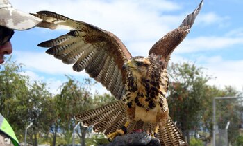 Un halcón Peregrino durante un