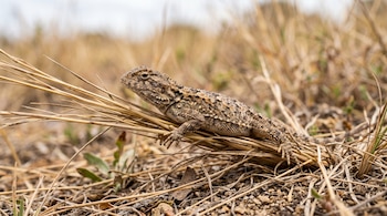 Un lagarto de color pardo y escamas rugosas se encuentra posado sobre tallos de hierba seca.