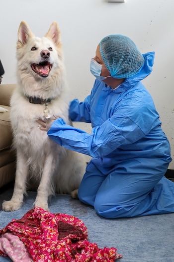 La capacidad de los animales