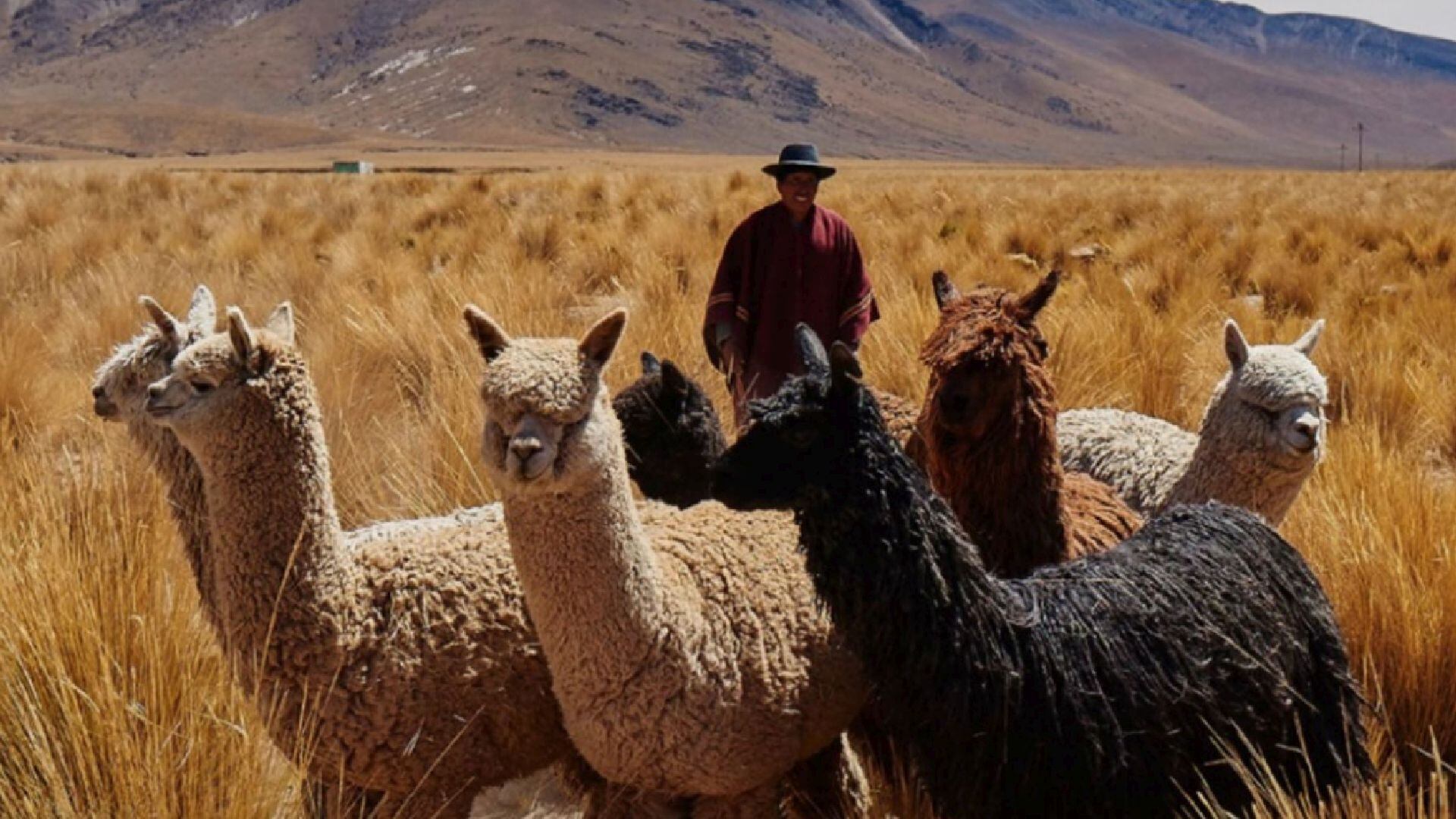 El antiveneno de llama y alpaca mostró mayor eficacia que el suero Inoserp PAN-AFRICA, el más usado en África subsahariana. (Andina)