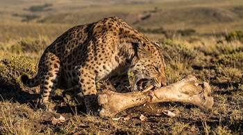 Un Smilodon populator agachado muerde un hueso grande, con colmillos que perforan el hueso. Hay fragmentos de hueso alrededor en una pradera.