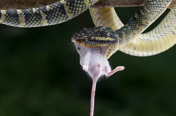 La carga de las mordeduras de serpiente recae de forma desproporcionada en zonas rurales, donde la falta de acceso a tratamientos y la pobreza aumentan la mortalidad (Freepik)