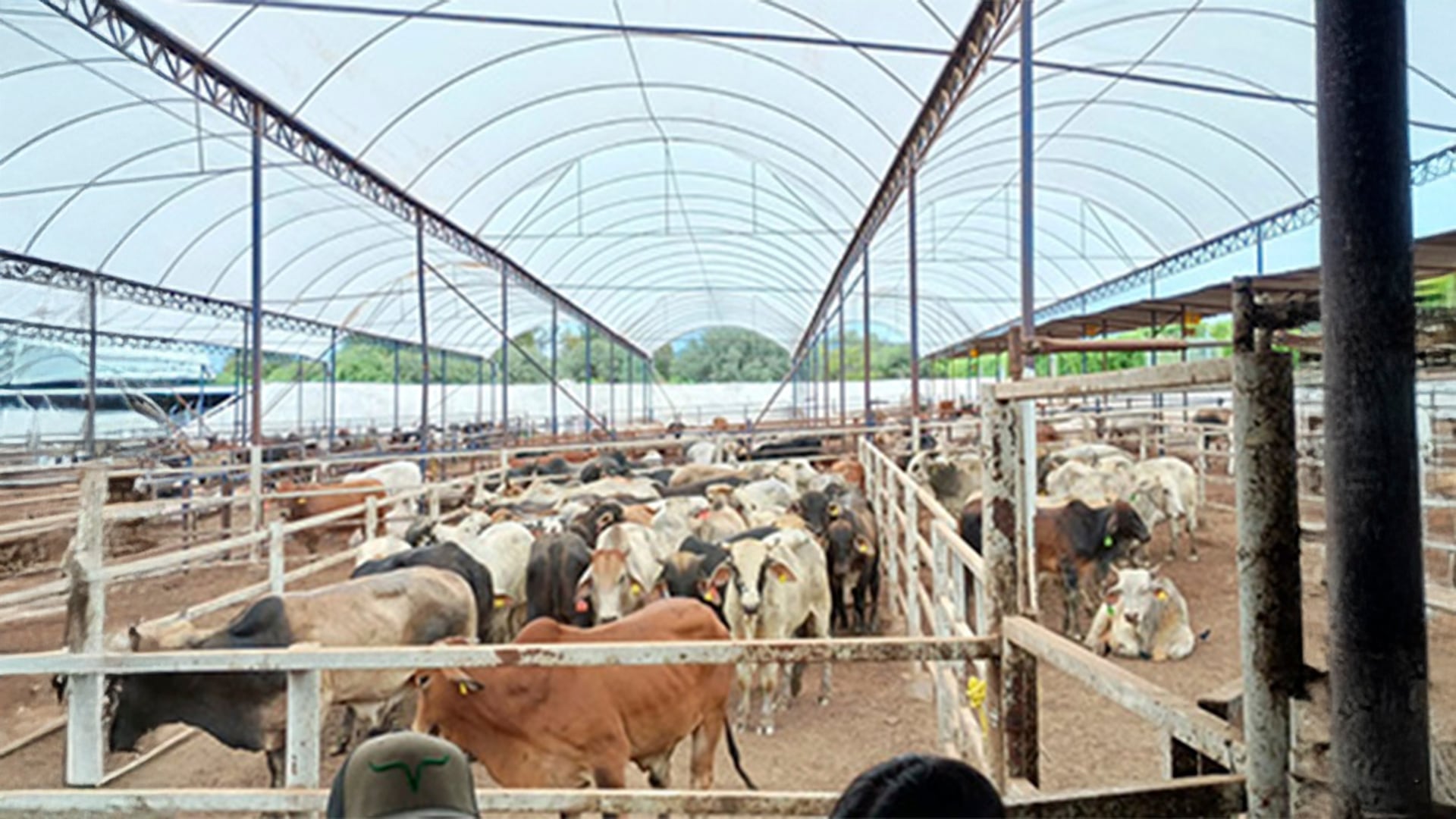 Ganado mexicano. (X@Agricultura_mex)