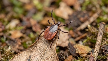 Cómo las bellotas pueden ser una señal de alerta ante la propagación de la enfermedad de Lyme