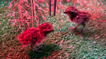 Ejemplares de torillo andaluz llegados a España procedentes de Marruecos. (Zoobotánico de Jerez)