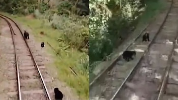 Machu Picchu: Familia de osos andinos son avistados en vía férrea por turistas