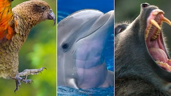 Monos ladrones, loros terroristas y