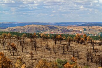El monte quemado en el